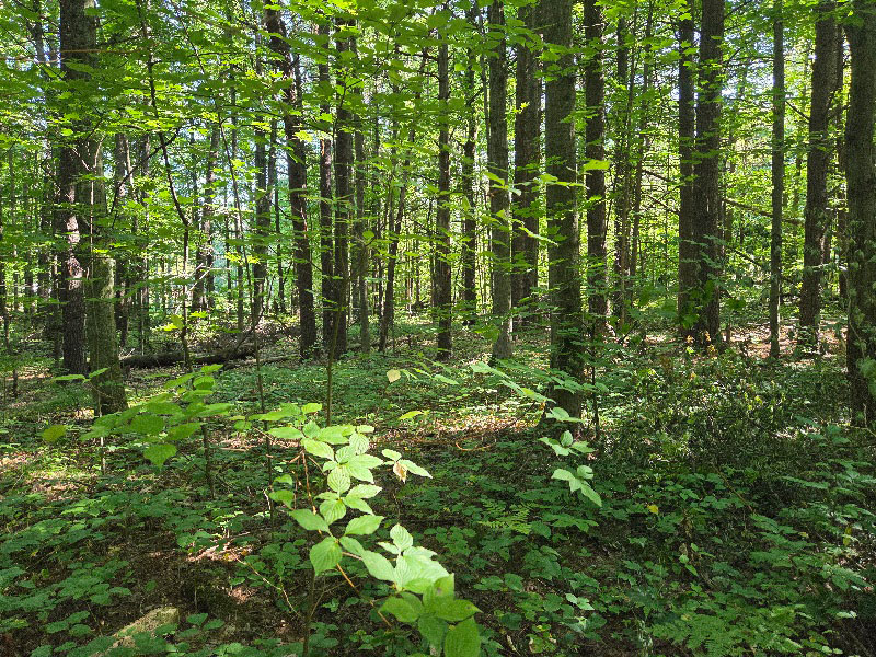 Burketon lot photo 2 Burketon lot photo 2